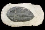 Bargain, Zlichovaspis Trilobite - Atchana, Morocco #119862-5